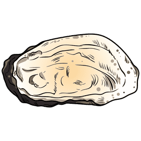 Oyster clipart