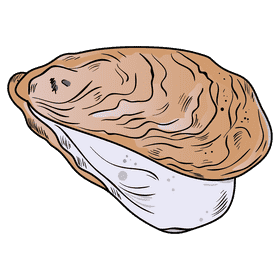 Oyster clipart