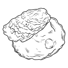 Oyster black and white clipart
