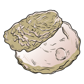 Oyster clipart