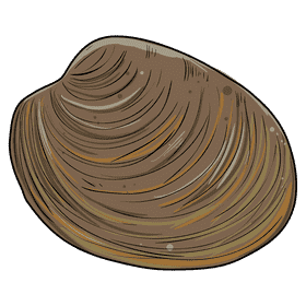 Oyster clipart