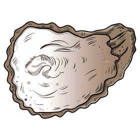 Oyster clipart
