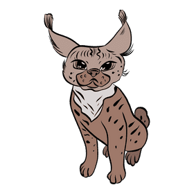 Lynx clipart