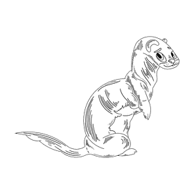 Ferret black and white clipart