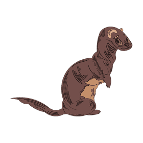 Ferret clipart
