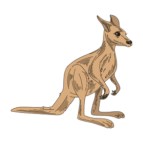 Kangaroo clipart