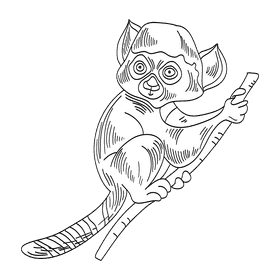 Lemur black and white clipart