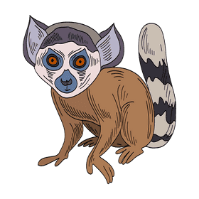 Lemur clipart