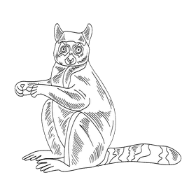 Lemur black and white clipart