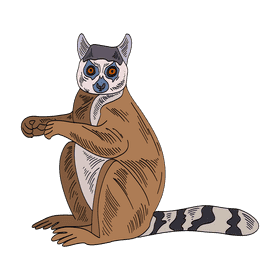 Lemur clipart