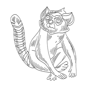 Lemur black and white clipart