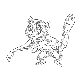Lemur black and white clipart