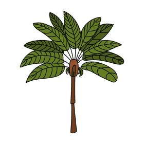 Australia Palm clipart
