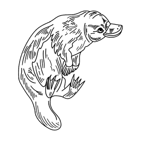 Australia Platypus black and white clipart