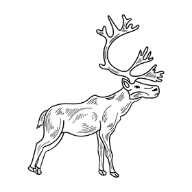 Antarctica Reindeer black and white clipart