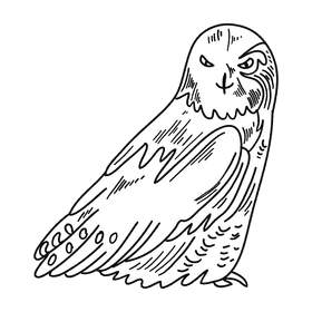 Antarctica Snowy owl black and white clipart