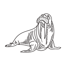 Antarctica Walrus black and white clipart