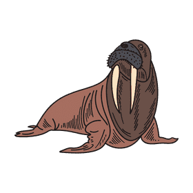 Antarctica Walrus clipart