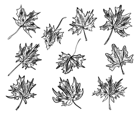 Maple leaf black and white vector