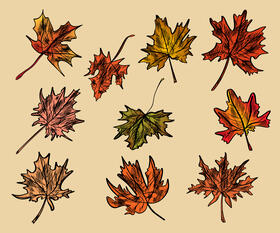 Maple leaf vector