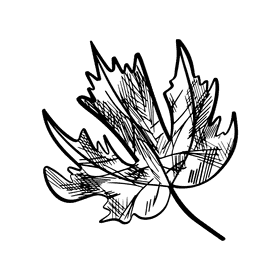 Maple leaf black and white clipart
