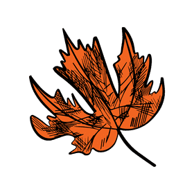 Maple leaf clipart