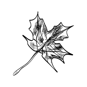 Maple leaf black and white clipart