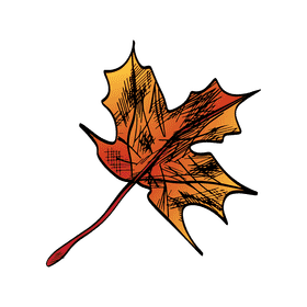 Maple leaf clipart