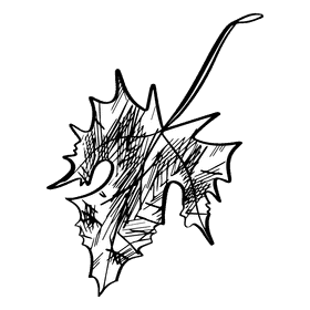 Maple leaf black and white clipart