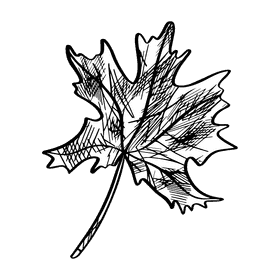 Maple leaf black and white clipart