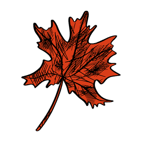 Maple leaf clipart