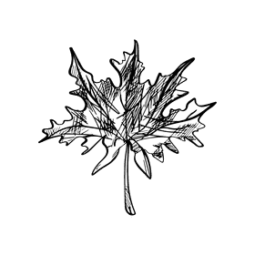 Maple leaf black and white clipart