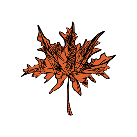 Maple leaf clipart