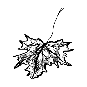 Maple leaf black and white clipart