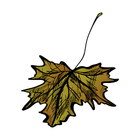 Maple leaf clipart