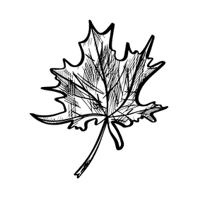 Maple leaf black and white clipart