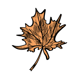 Maple leaf clipart