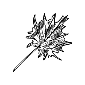 Maple leaf black and white clipart