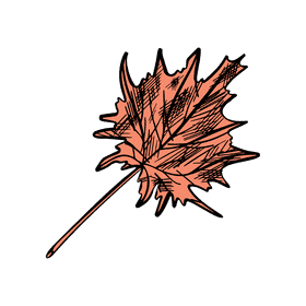 Maple leaf clipart