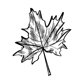 Maple leaf black and white clipart