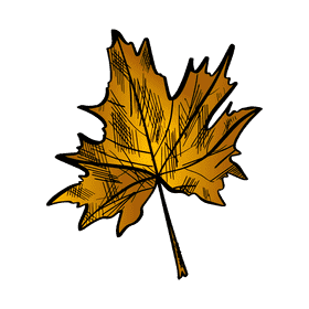 Maple leaf clipart