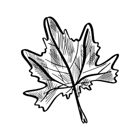 Maple leaf black and white clipart
