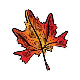 Maple leaf clipart