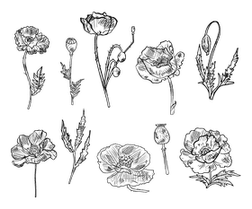 Poppies black and white vector