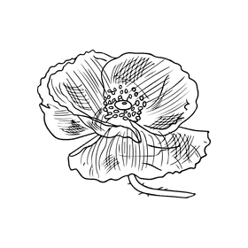 Poppies black and white clipart