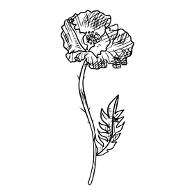 Poppies black and white clipart