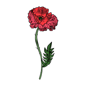 Poppies clipart