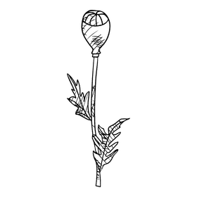 Poppies black and white clipart