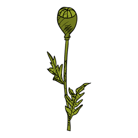 Poppies clipart
