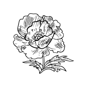 Poppies black and white clipart